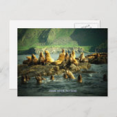 アマックアイランドシーライオンズ ポストカード (正面/裏面)