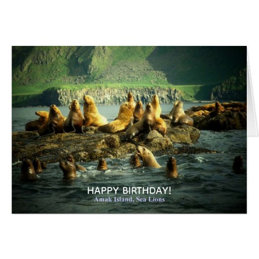 アマック島のアシカ 誕生日 (正面横)