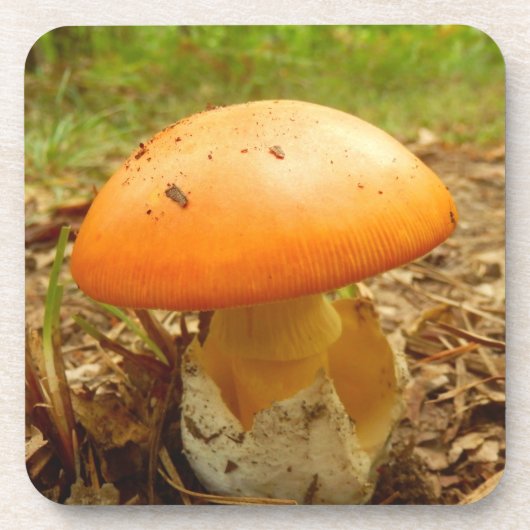 アマニタカエサリアマッシュルーム懸命プラスチックコースター コースター (正面)