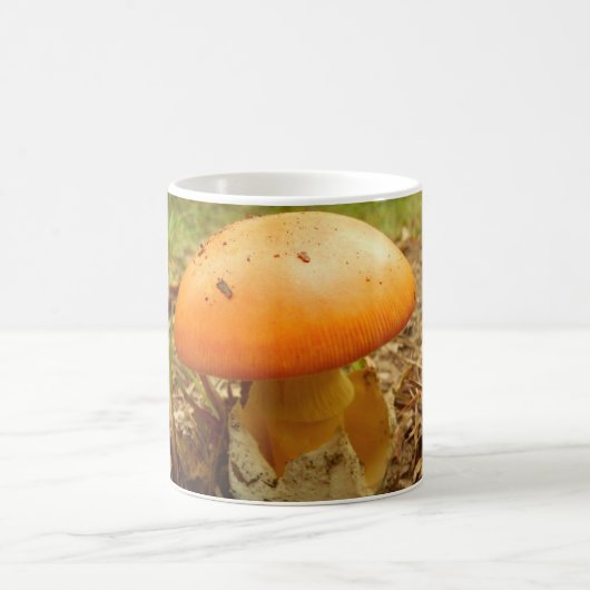 アマニタシーザーレアマッシュルームマグ コーヒーマグカップ (中央)