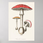 アマニタムスカリアマッシュルームイラストレーション( ポスター (正面)