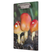 アマニタ科キノコ クリップボード (左)