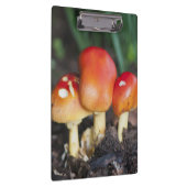 アマニタ科キノコ クリップボード (右)