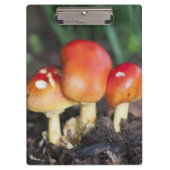 アマニタ科キノコ クリップボード (正面)