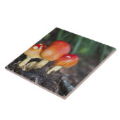 アマニタ科キノコ タイル (側面)