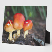 アマニタ科キノコ フォトプラーク (側面)