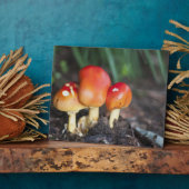 アマニタ科キノコ フォトプラーク (側面)