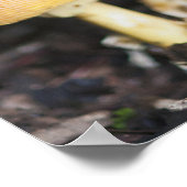 アマニタ科キノコ ポスター (角)