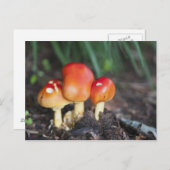 アマニタ科キノコ ポストカード (正面/裏面)