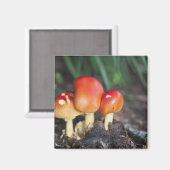 アマニタ科キノコ マグネット (正面/裏面)