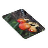 アマニタ科キノコ マグネット (右側)