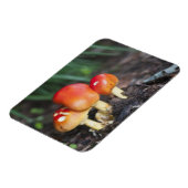 アマニタ科キノコ マグネット (左側)