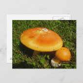 アマニタ・カエサレア・キノコ葉書 ポストカード (正面/裏面)
