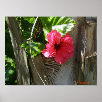 アマポラエナモラダデルパルマール ポスター