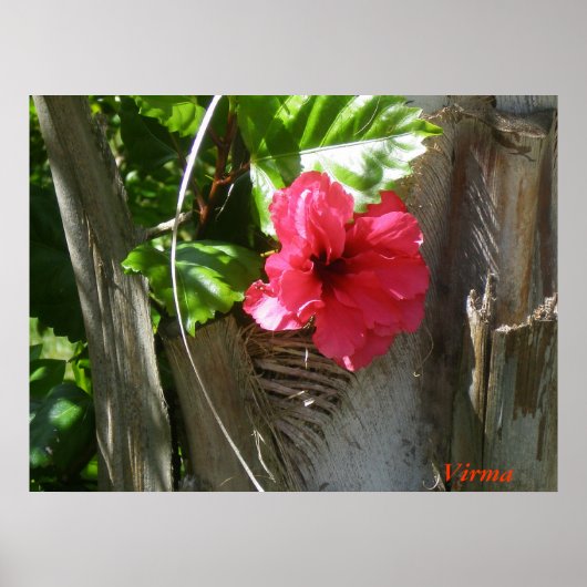 アマポラエナモラダデルパルマール ポスター (正面)