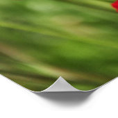 アマポラス ポスター (角)