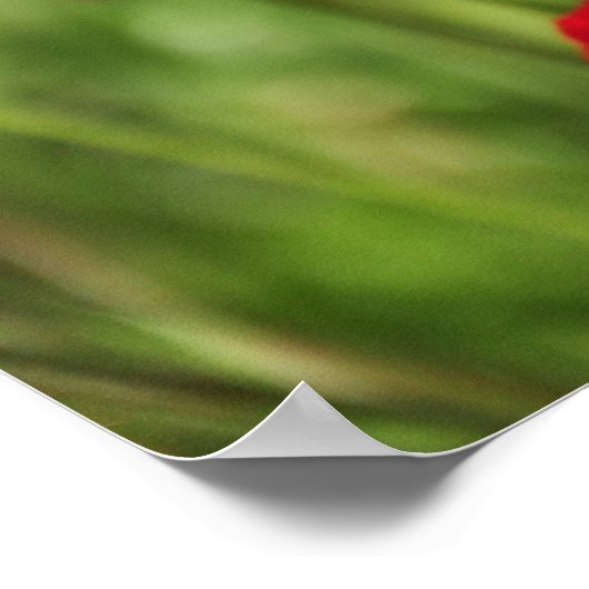 アマポラス ポスター (角)