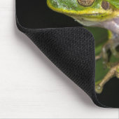 アマミノアカガエル (Hyla cinerea) 2 マウスパッド (コーナー)