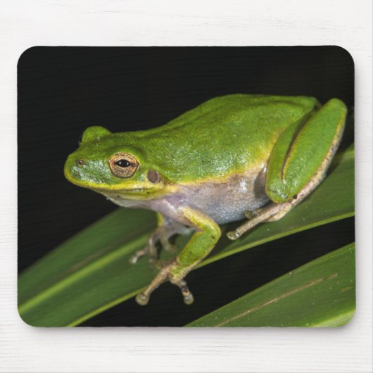 アマミノアカガエル (Hyla cinerea) 2 マウスパッド (正面)