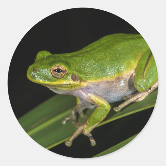 アマミノアカガエル (Hyla cinerea) 2 ラウンドシール (正面)