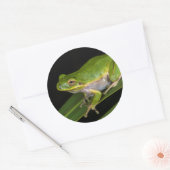 アマミノアカガエル (Hyla cinerea) 2 ラウンドシール (封筒)