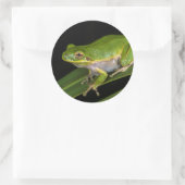 アマミノアカガエル (Hyla cinerea) 2 ラウンドシール (バッグ)