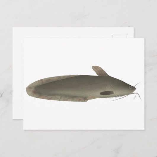 アマモ ポストカード (正面/裏面)