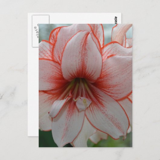 アマリかわいらしリス ポストカード (正面/裏面)