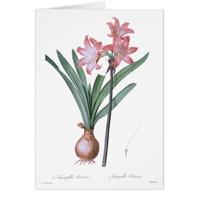 アマリリスのベラドンナ (正面)