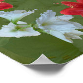 アマリリスの祈りの言葉 ポスター (角)