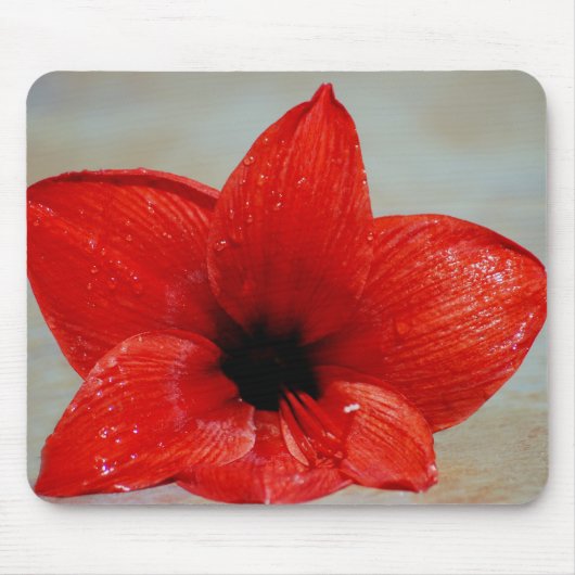 アマリリスの花とその意味 マウスパッド (正面)