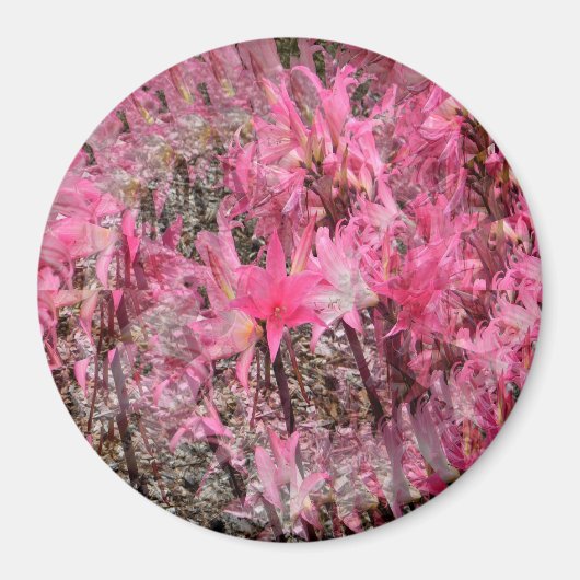 アマリリスの花束….. マグネット (正面)