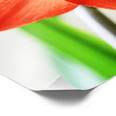 アマリリスの赤い花 フォトプリント            (角)