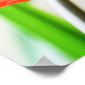 アマリリスの赤い花 ポスター (角)