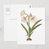 アマリリスのpicta ポストカード (正面/裏面)