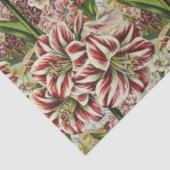 アマリリスアピレ赤と白スフェスティバルホリデイ 薄葉紙 (詳細)