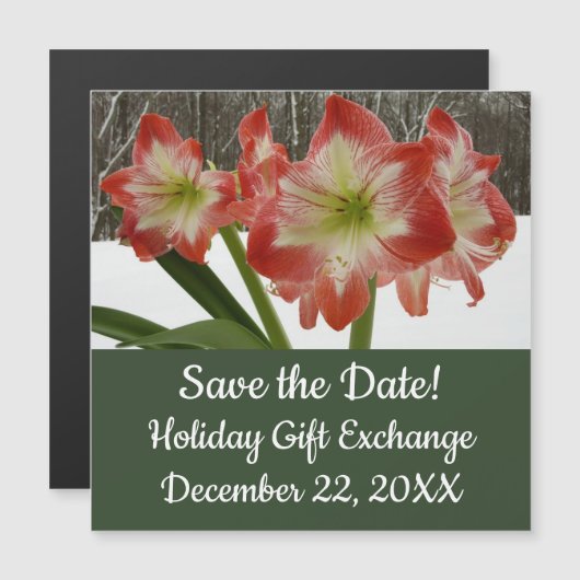 アマリリスインスノーレッドホリデーウィンターフローラ (正面/裏面)