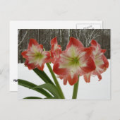 アマリリスインスノーレッドホリデーウィンターフローラ シーズンポストカード (正面/裏面)