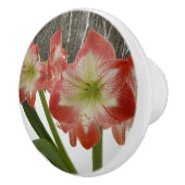 アマリリスインスノーレッドホリデーウィンターフローラ セラミックノブ (右)