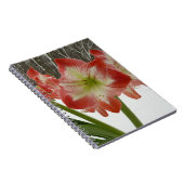 アマリリスインスノーレッドホリデーウィンターフローラ ノートブック (右側)