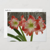アマリリスインスノーレッドホリデーウィンターフローラ ポストカード (正面/裏面)