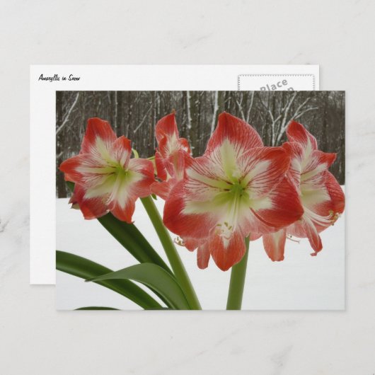 アマリリスインスノーレッドホリデーウィンターフローラ ポストカード (正面/裏面)