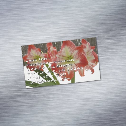 アマリリスインスノーレッドホリデーウィンターフローラ マグネット名刺 (インサイチュ)