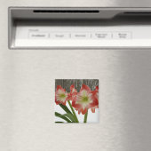 アマリリスインスノーレッドホリデーウィンターフローラ マグネット (インサイチュ (食洗機))