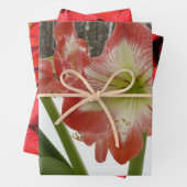 アマリリスインスノーレッドホリデーウィンターフローラ ラッピングペーパーシート (インサイチュ)
