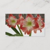 アマリリスインスノーレッドホリデーウィンターフローラ 名刺 (裏面)