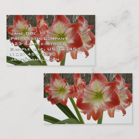 アマリリスインスノーレッドホリデーウィンターフローラ 名刺 (正面/裏面)