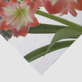 アマリリスインスノーレッドホリデーウィンターフローラ 薄葉紙 (詳細)