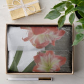 アマリリスインスノーレッドホリデーウィンターフローラ 薄葉紙 (ギフト)