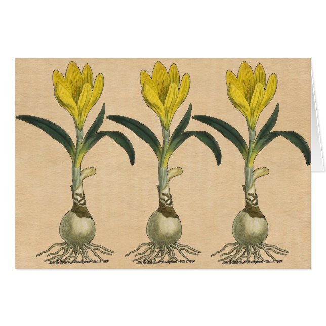 アマリリスチューリップ植物園花 (正面横)